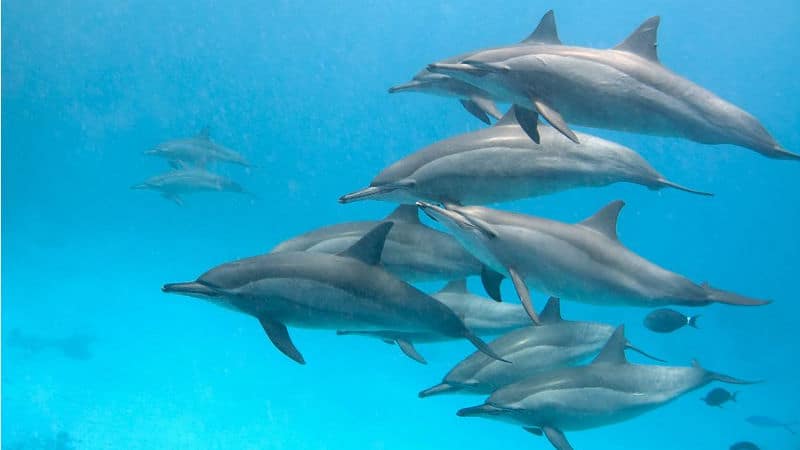 Dolphins at Dolphin House